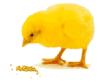 pollito.jpg