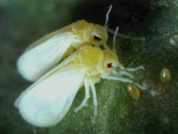 Para eliminar la mosca blanca ms rapida y  eficaz, es en su forma adulta.