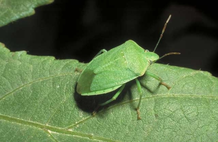 La utilizacin de mtodos naturales para eliminar la mosca blanca se utilizar en la agricultura ecolgica.