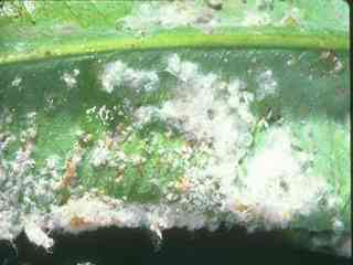 Las hembras de las  moscas blancas producen los huevos en pocos das.